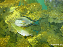 ��������� �����