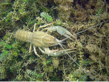 ���, ��� �