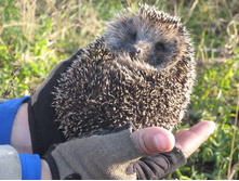 ������))