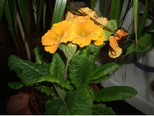 DSCF6001.JPG