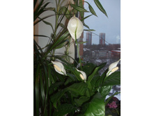DSCF6128.JPG