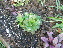 ���������� �������� ���������*