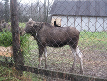 ������� ����, ��������� )