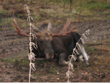 ������� ���� �� ���� ����� )