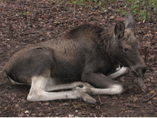 � ��� � ����� ��������� ������ �����. ������