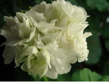 Kronprinsesse Mary �������� ��������
