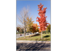 ������ �����