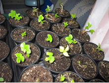 �������� 1.JPG