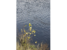 ��������� ����� �� �������