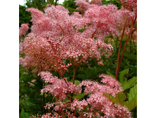 �������� ������� ��������� (25�)