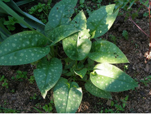 �������� �� ������� �����+