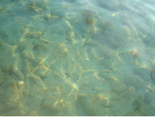 ��� �������