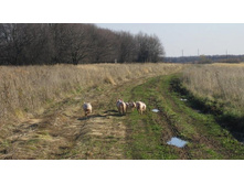 ������� ����������, ���������� ))).