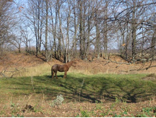 � ��� ����,������ ����.