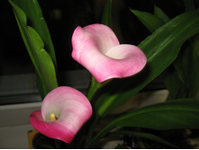 ����� ���������