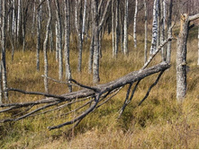 ����� ��� ������: