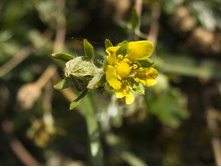 ����� ��������� �����