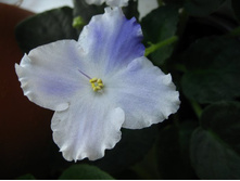 ������ ���