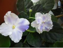 ������ ���