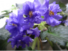 ������� �����