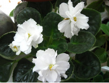 �������� � �����