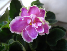 ����� ������