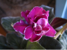 ���������� ����. ���� �����-���������