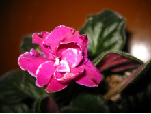 ���������� ����. ���� �����-���������