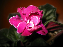 ���������� ����. ���� �����-���������