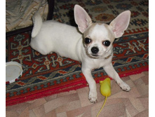 ����� ���