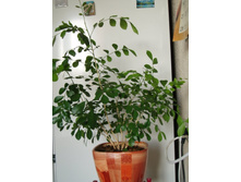 ������-��������