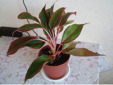 ��������� Siam Aurora