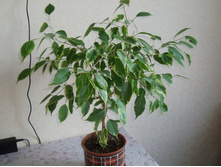 ����� ����������