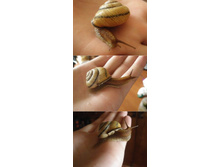 ������ �� �������