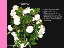 ����������� �����