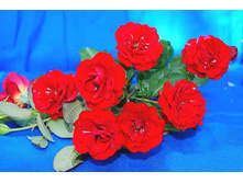 ���� ����