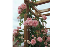 ����� �� ������