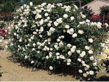 ��� ������