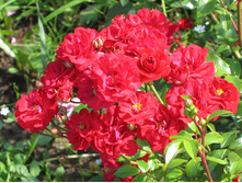 ���� ����