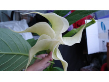 ������ ���������� ����.JPG