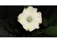 ������ ���������� �����.JPG