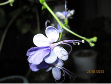 ������������ �����������