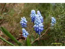 ������� \"Azureum\"