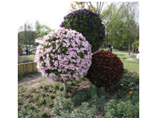 ����� ��.jpg