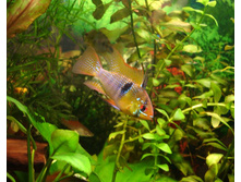 �������� �����