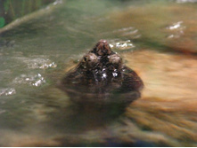 ��� ���? :-)