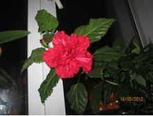 �������� �������� �������