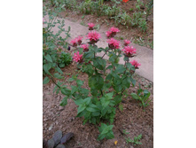 ������� ���� ����