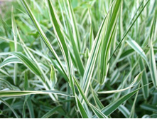 ������������ ������.(��������)*