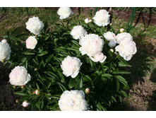 ������� (��-���)